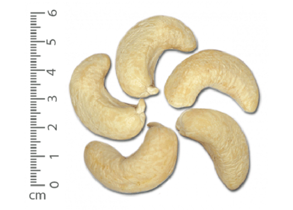 Raw cashew kernel WW160