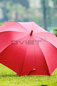Wooden Handle Umbrella