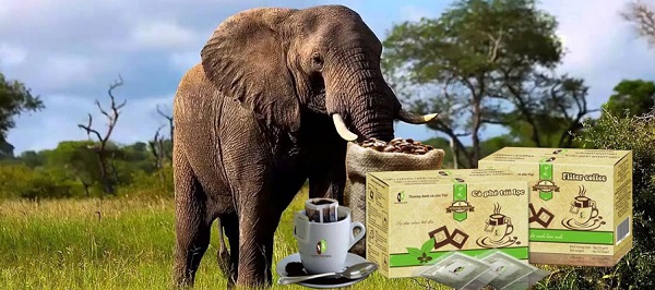 Elephant coffee