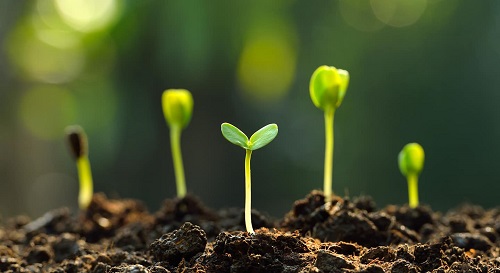 Plant Variety Rights