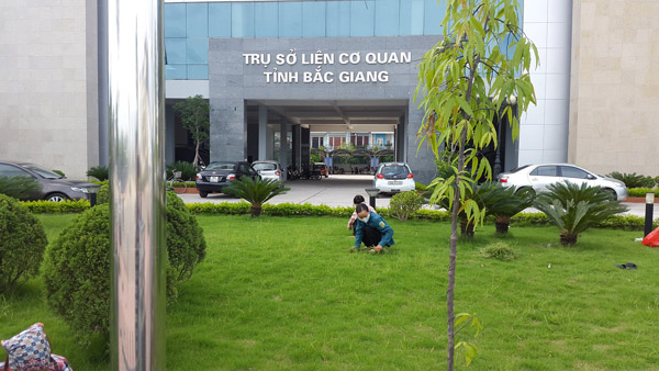 Plant Care Service