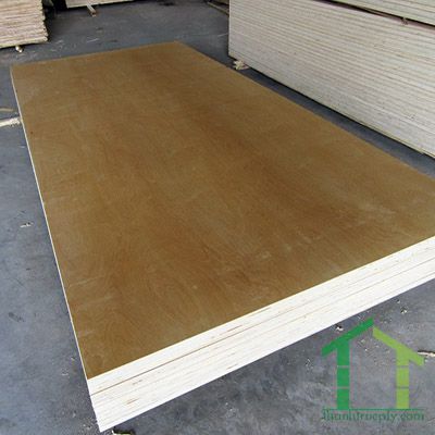 Yellow Birch
