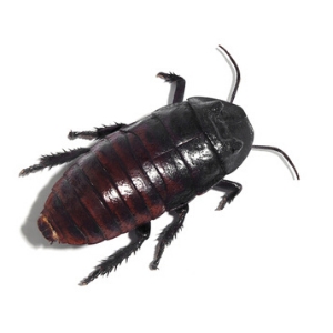 Cockroach Control Service