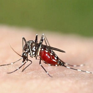 Mosquito Control Service