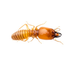 Termite Control Service