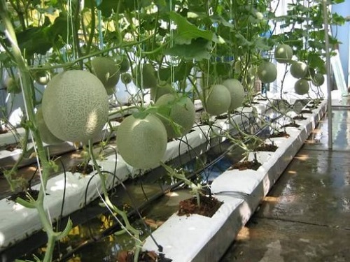 Grow Bag (Coco peat, Coco peat grow bag, Coir grow bag, Grow bag coco coir)