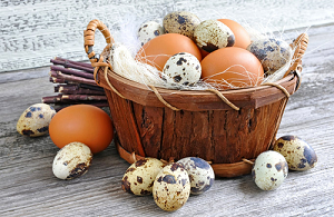 How to Choose a Prestigious Poultry Egg Supplier