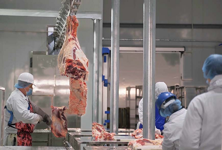 Frozen Buffalo Meat