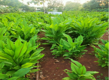 Curcumin