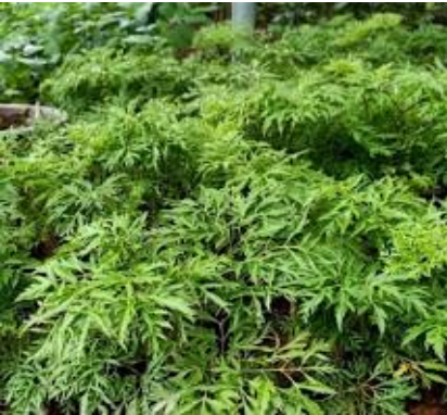 Ming Aralia