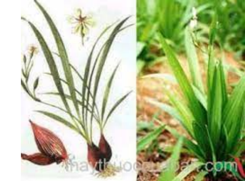 Eleutherine Bulbosa