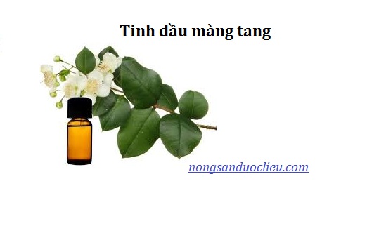 Litsea Cubeba Essential Oil