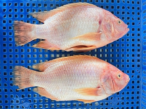 Red Tilapia