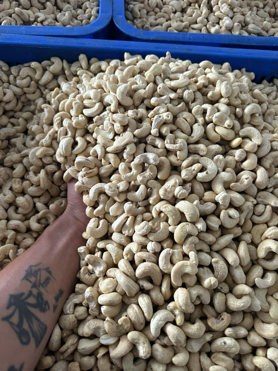 Raw cashew nut kernel WW320